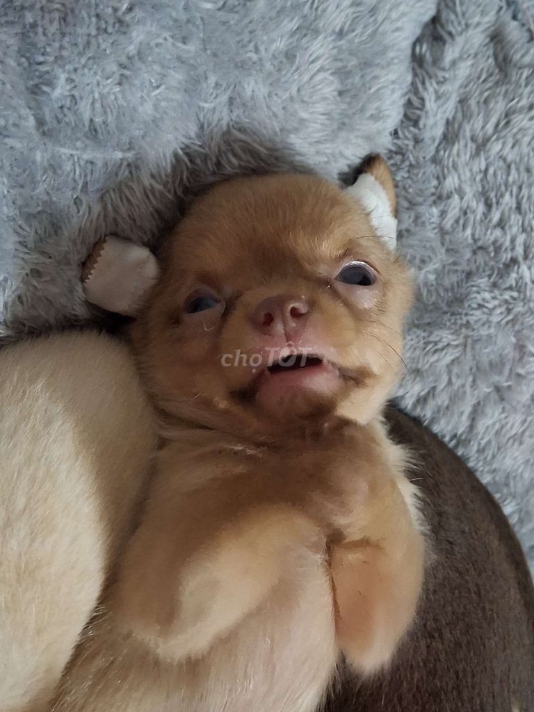 Chihuahua thần chủng 2 tháng chủi. Mua bán Chó tại Quận 1 Tp Hồ Chí Minh được đăng bởi Ân Ân hay thanh lý tất tần tật  hình 7