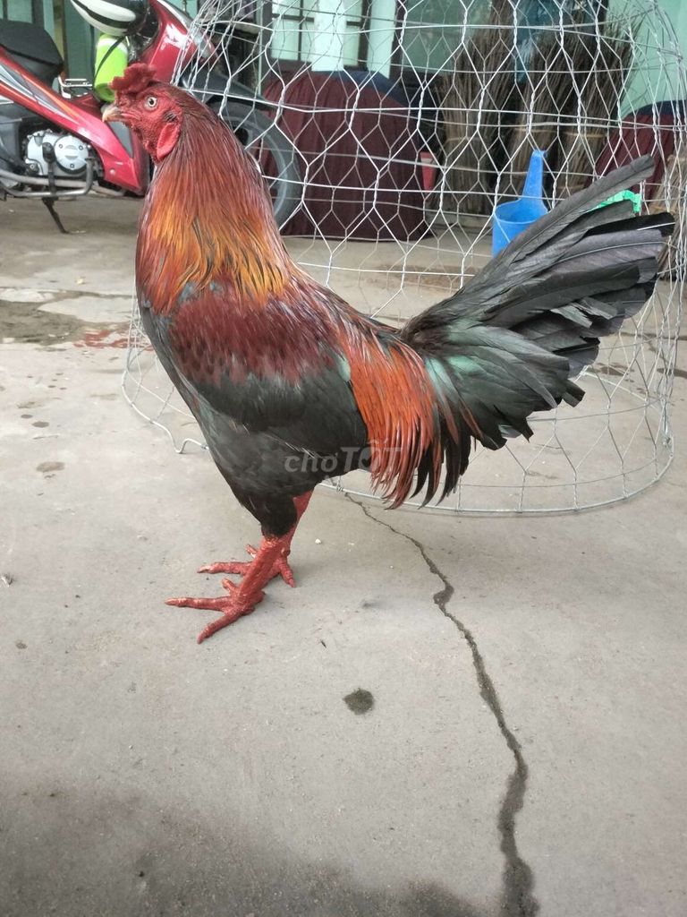 Siu mỹ 3k2 1x đâu trường