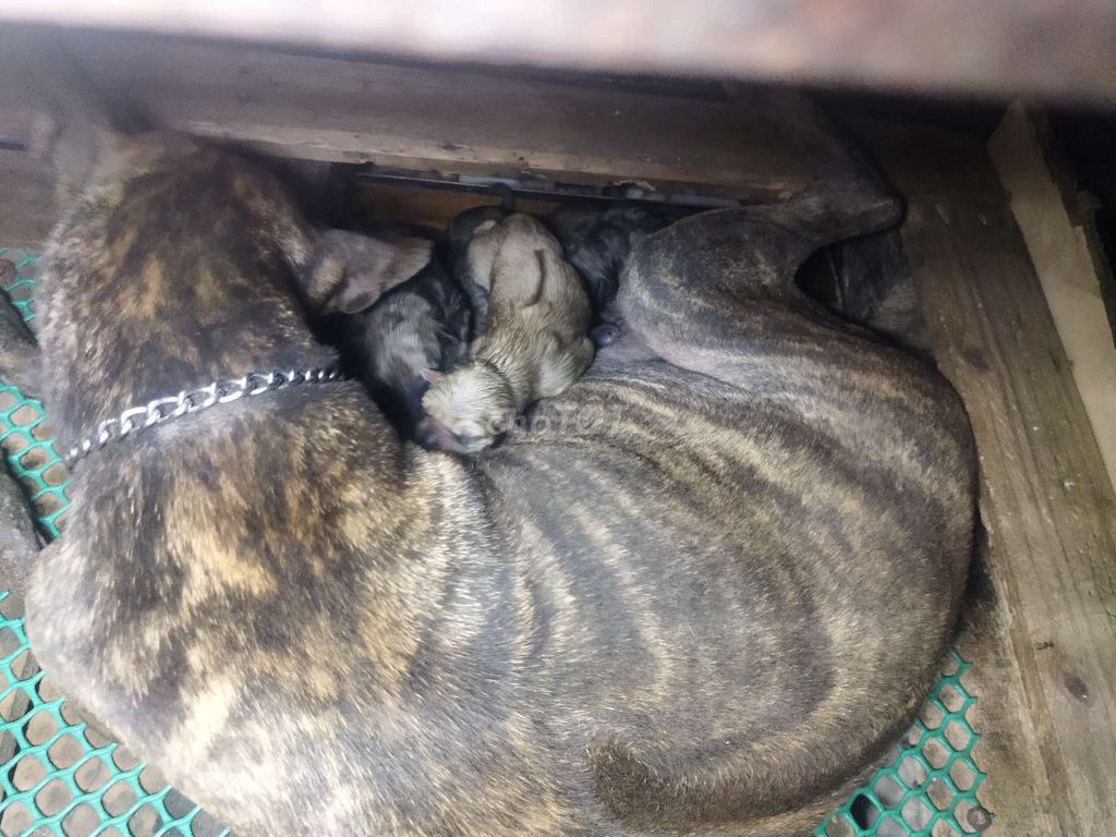 Chó Phú Quốc vằn 2 tháng tuổi. Mua bán Chó tại Quận Liên Chiểu Đà Nẵng được đăng bởi Huy Khánh hình 1