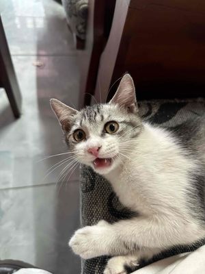 Mèo ta- Trắng đen- 3 tháng- 0,8kg