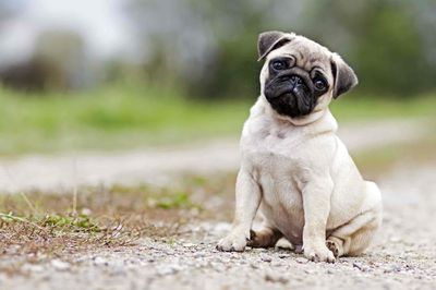 pug cai 3 thang tuoi. Mua bán Chó tại Quận Bình Thuỷ Cần Thơ được đăng bởi bm