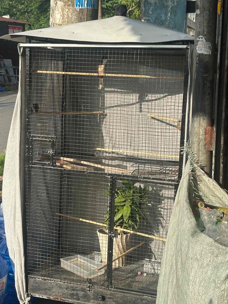 Chim mồi trống thuần 100%. Mua bán Chim tại Thị xã Bến Cát Bình Dương được đăng bởi nguyễn  hình 1