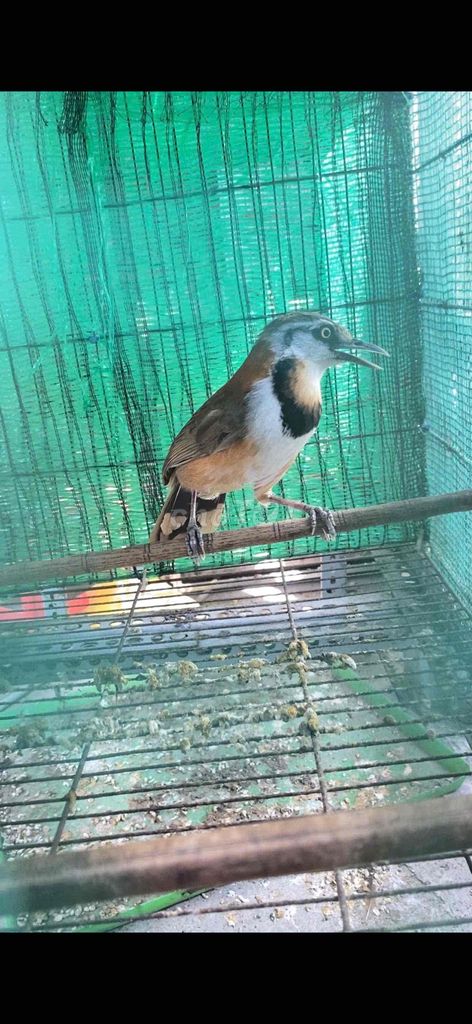 Khướu cổ khoang siêu hót hay. Mua bán Chim tại Thành phố Thủ Đức Tp Hồ Chí Minh được đăng bởi Chim Cảnh hình 1