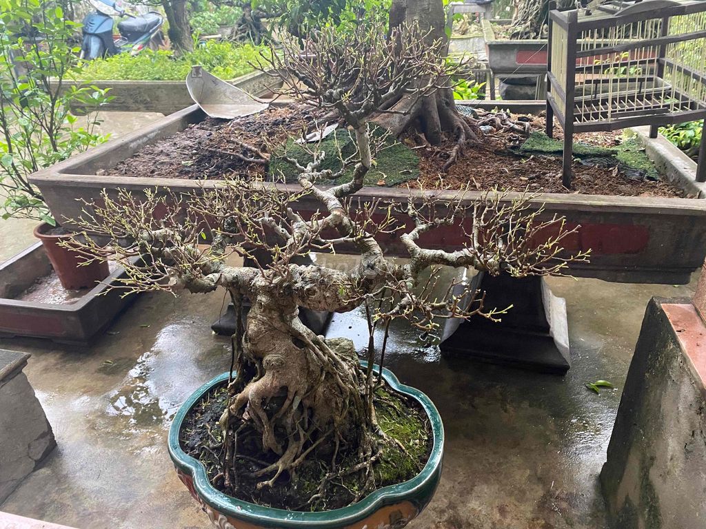 Cây cảnh Sanh cổ Xanh lá. Mua bán Cây cảnh, đồ trang trí tại Huyện Ý Yên Nam Định được đăng bởi Tuấn hình 1