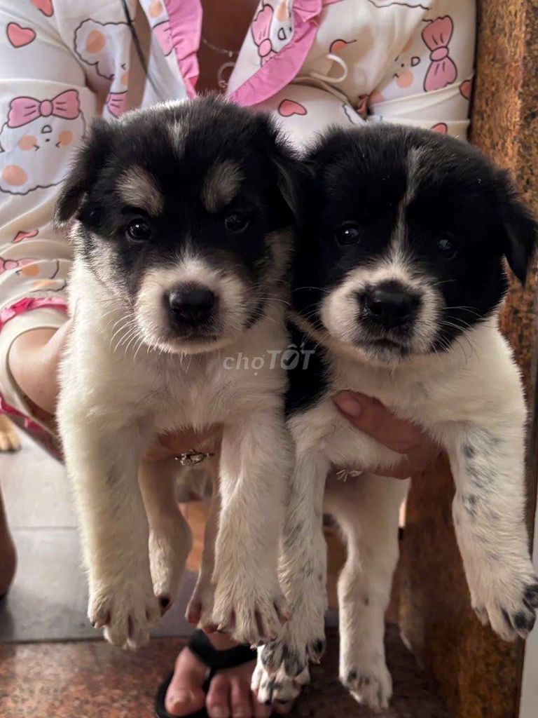 Chó nhật lai chó gấu bắc hà. Mua bán Chó tại Thành phố Thủ Đức Tp Hồ Chí Minh được đăng bởi Đậu ngọc ngân  hình 4