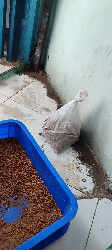 Sâu mealworm "sữa, thái, trung" 500g- 1kg. Mua bán Phụ kiện, Thức ăn, Dịch vụ tại Quận 6 Tp Hồ Chí Minh được đăng bởi Đông Sử hình 7