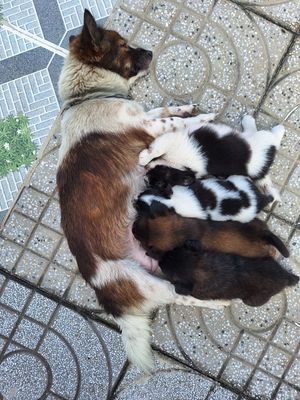 Bán cả mẹ và 4 chó con Nhật nùn. Mua bán Chó tại Thành phố Bà Rịa Bà Rịa - Vũng Tàu được đăng bởi Nguyen duc tai