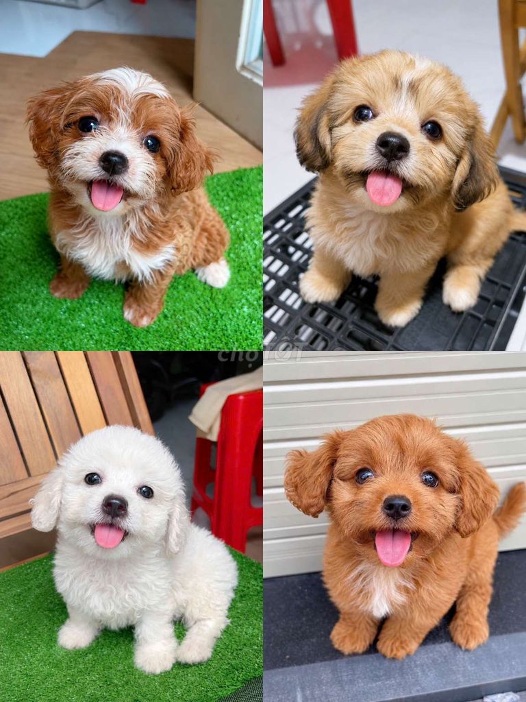 Chó poodle f1 2 tháng tuổi, có tiêm ngừa.. Mua bán Chó tại Quận 11 Tp Hồ Chí Minh được đăng bởi Minh nguyễn  hình 1