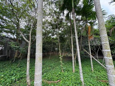 ĐẤT NGỘP 1653M2 NGANG 30M 300 THỔ CƯ GIÁ 5,5 TỶ. Mua bán đất tại Huyện Củ Chi Tp Hồ Chí Minh được đăng bởi Tân Đoàn