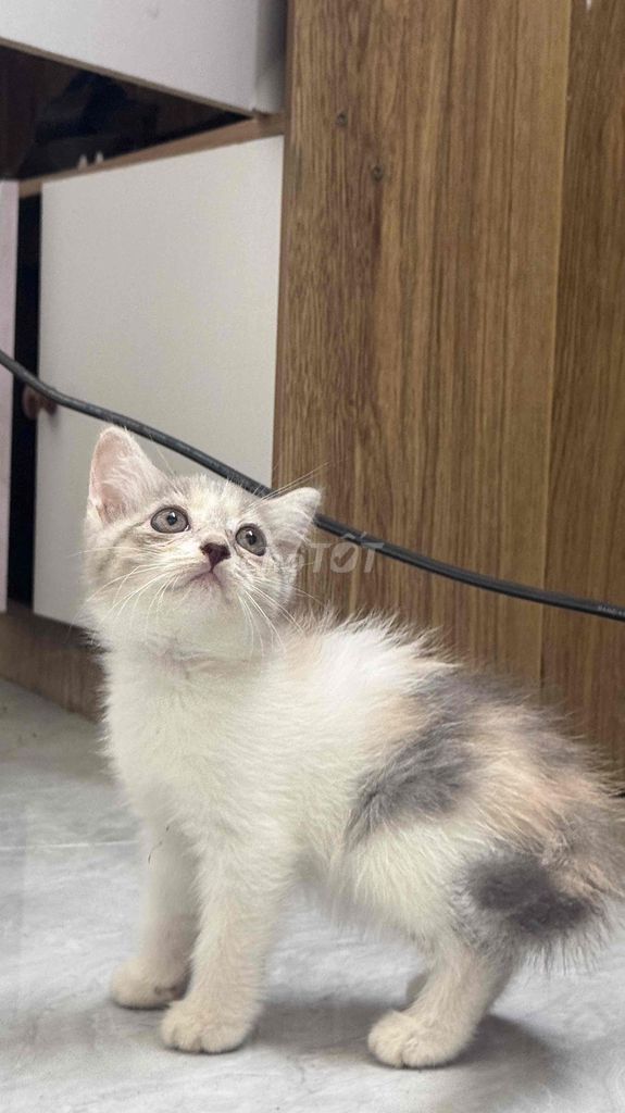 Mèo Anh Munchkin, aln 2 tháng tuổi. Mua bán Mèo tại Quận Hà Đông Hà Nội được đăng bởi Sumô meoww hình 1