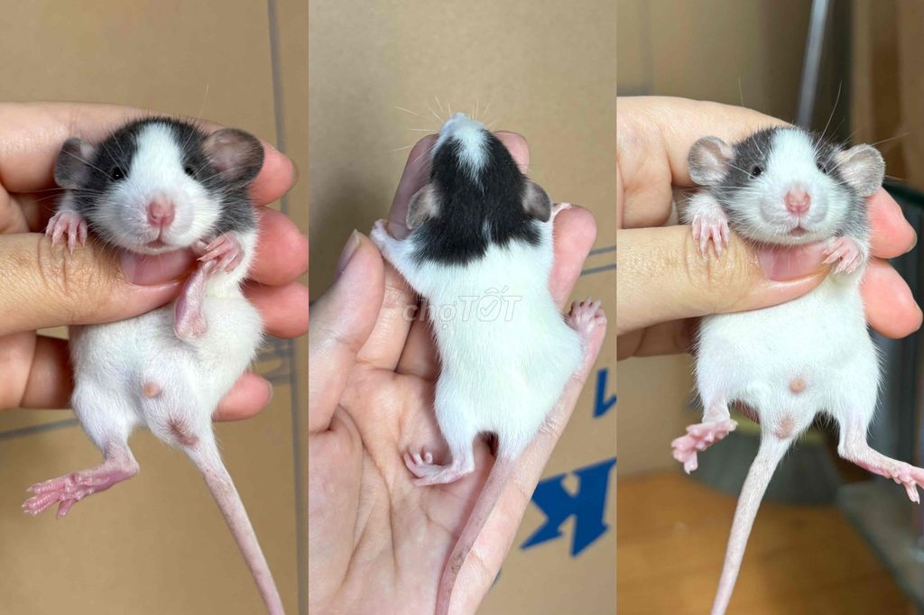 Chuột Dumbo rat Đen trắng. Mua bán Thú cưng khác tại Quận Đống Đa Hà Nội được đăng bởi Lê Linh Hương hình 1