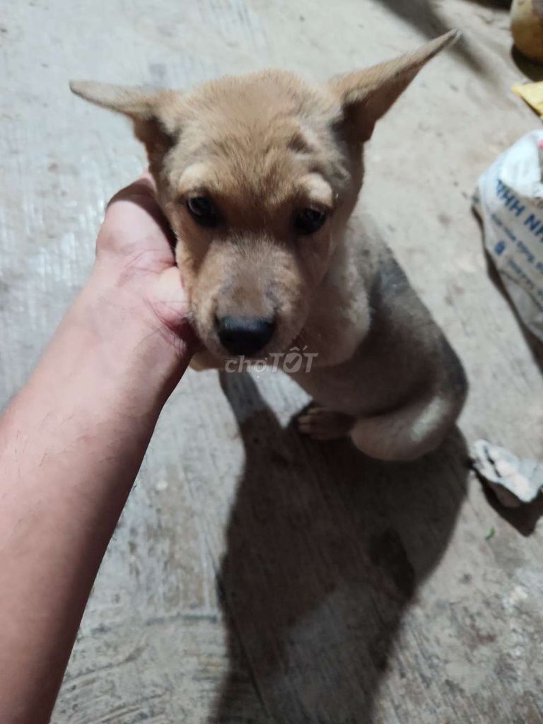 Chó lùn cái 3 tháng. Mua bán Chó tại Huyện Tiểu Cần Trà Vinh được đăng bởi hoài khánh hình 1