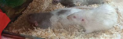 Chuột Rat gia đình, 3 con 100k