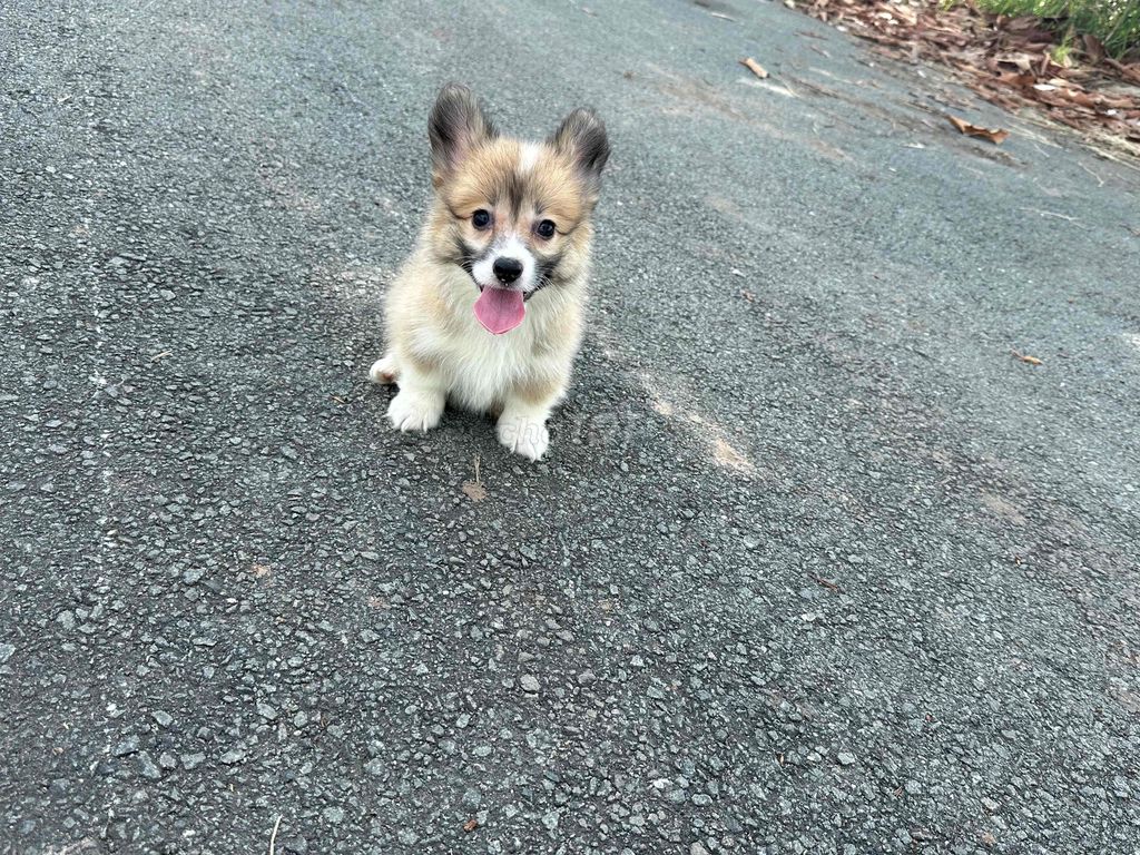 corgi fluffy - lông dài 2 tháng tuổi