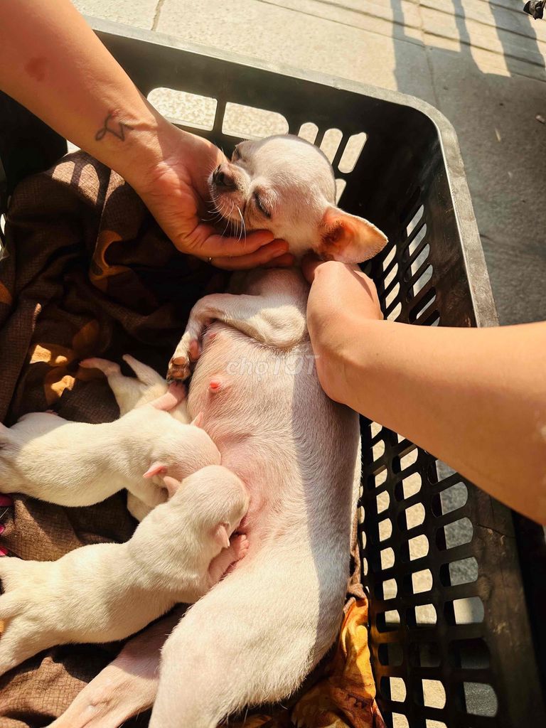 Chó Chihuahua. Mua bán Chó tại Quận Thanh Xuân Hà Nội được đăng bởi Hồng Nhung hình 1