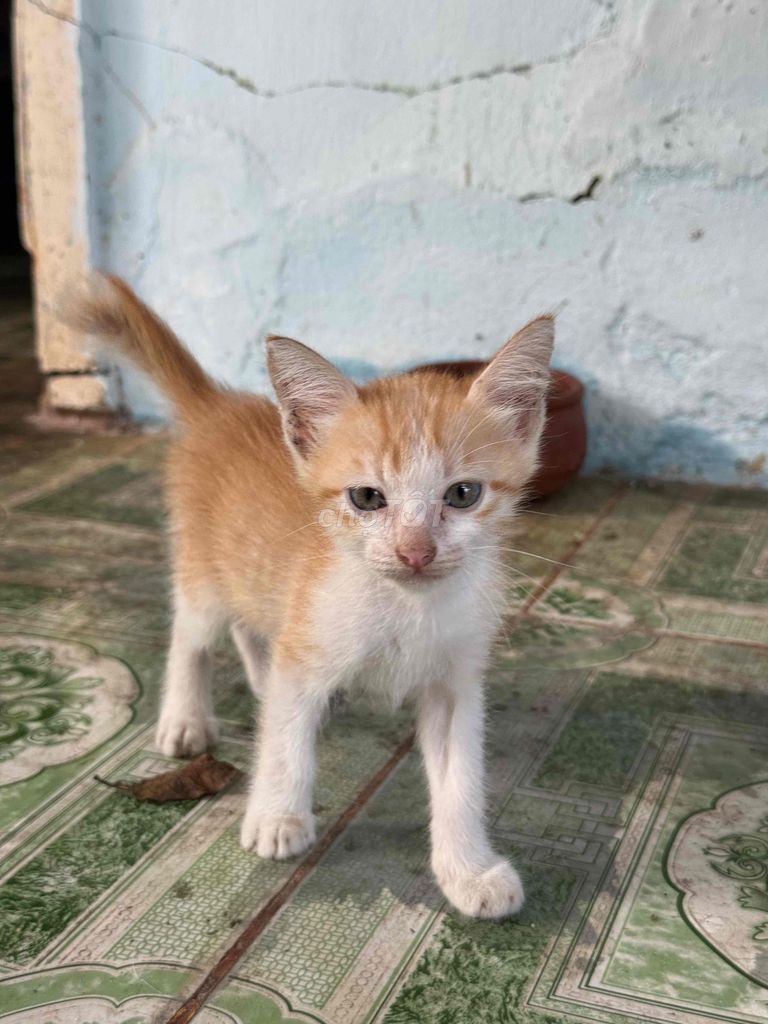 Mèo cái Cam 2 tháng tuổi nhà đẻ. Mua bán Mèo tại Huyện Hòa Thành Tây Ninh được đăng bởi Trần Võ Bửu Điền hình 1