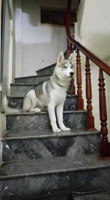 Nhận phối giống chó Husky thuần chủng. Mua bán Phụ kiện, Thức ăn, Dịch vụ tại Quận Đống Đa Hà Nội được đăng bởi Nguyễn Xuân Bảo
