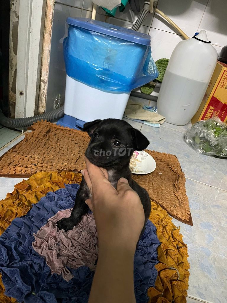 Chó Phốc Đen xoáy lưng. Mua bán Chó tại Thành phố Thủ Đức Tp Hồ Chí Minh được đăng bởi Nguyễn văn huyền vũ  hình 1