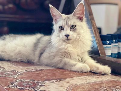 Mainecoon silver đủ trai gái