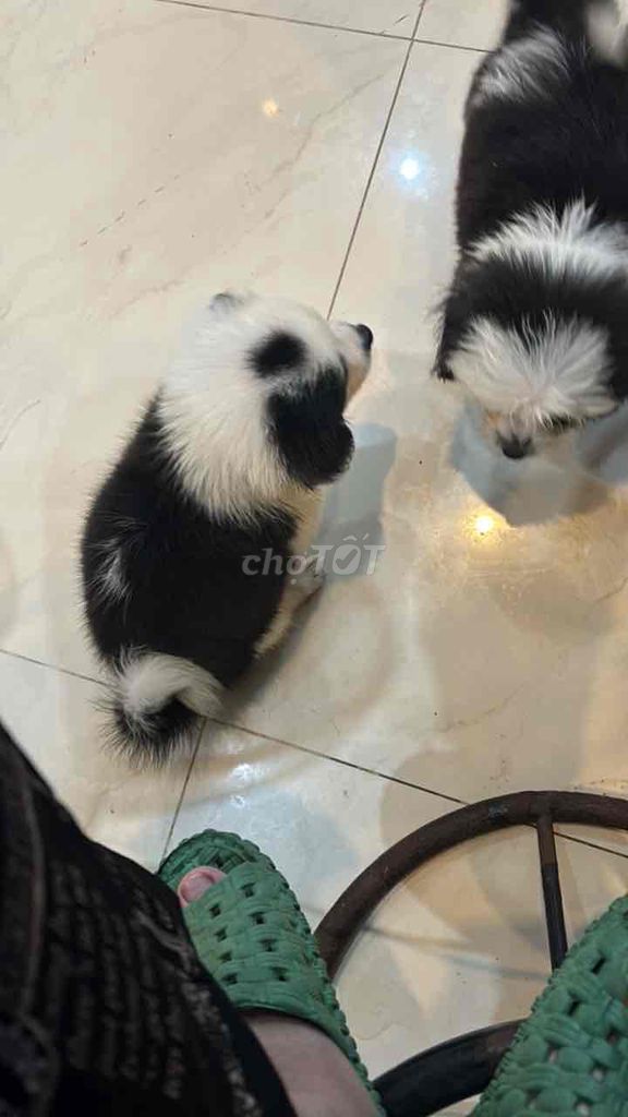 Chó Corgi Đen trắng chưa dựng tai. Mua bán Chó tại Quận Hải Châu Đà Nẵng được đăng bởi Dung hình 5