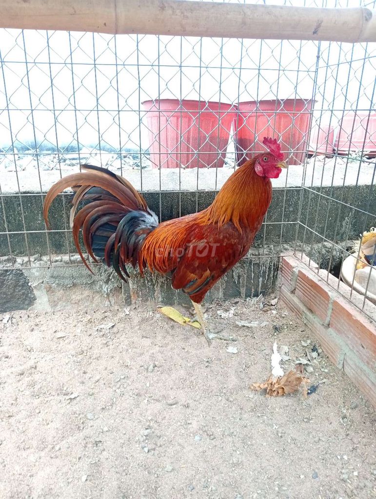 Khét 2.5kg chân Xanh. Mua bán Gà tại Huyện Đất Đỏ Bà Rịa - Vũng Tàu được đăng bởi Phong CHICKEN hình 1