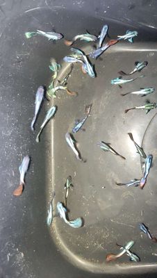 Guppy rồng thủy sinh. Mua bán Thú cưng khác tại Thành phố Huế Thừa Thiên Huế được đăng bởi Nguyễn