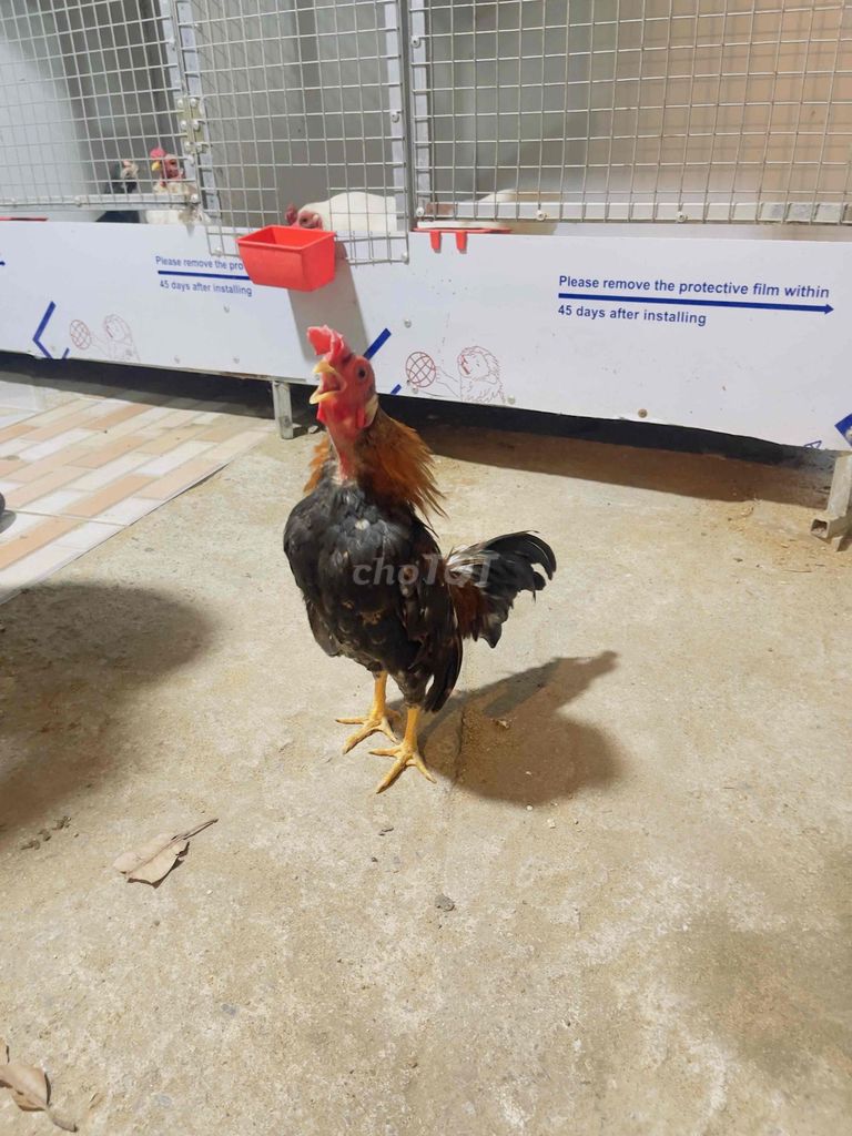 gà tre bắc điều bông. Mua bán Gà tại Quận 8 Tp Hồ Chí Minh được đăng bởi Trường Phạm Thành hình 1