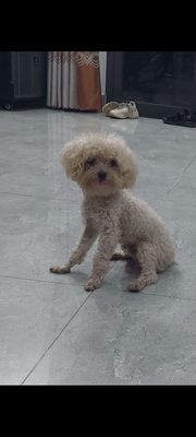 Cần bán ạ 2 bé chó poodle. Mua bán Chó tại Thị xã Tân Uyên Bình Dương được đăng bởi TRẦN LAN