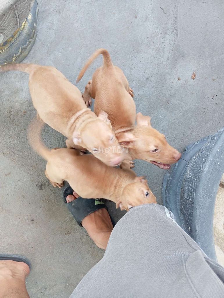 Chó Pitbull Nâu vàng. Mua bán Chó tại Huyện An Dương Hải Phòng được đăng bởi Vuvannam hình 1