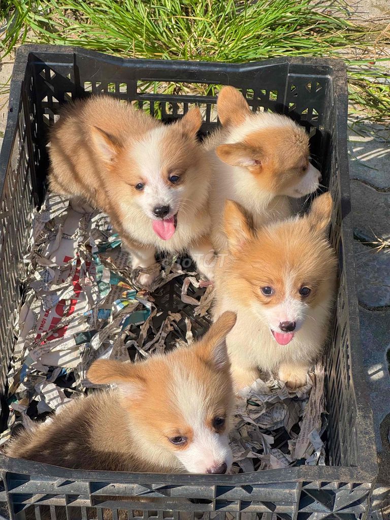 Chó Corgi mông bụ đẹp. Mua bán Chó tại Quận Cẩm Lệ Đà Nẵng được đăng bởi Anh Pet Shop hình 2