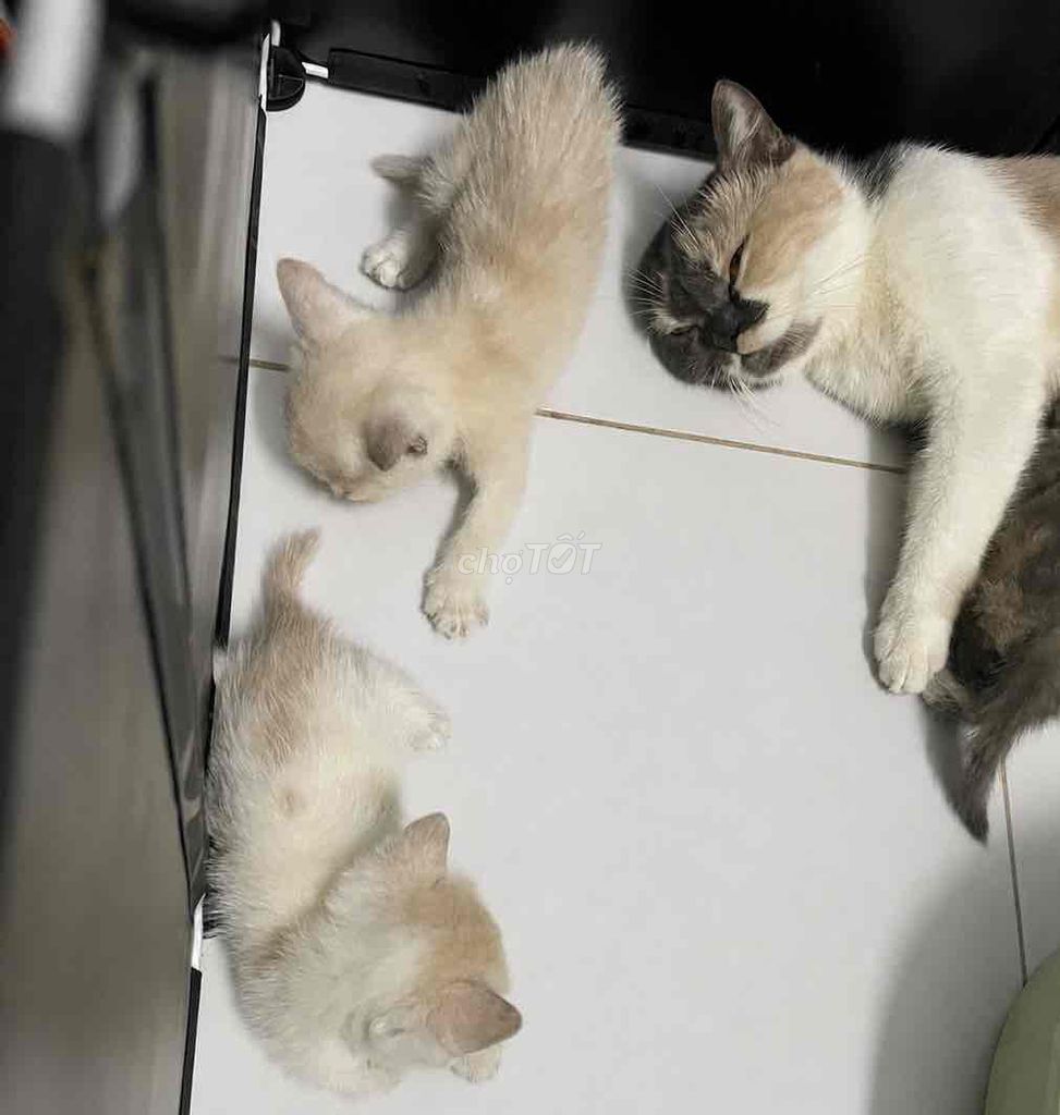 Mèo Anh lông ngắn Trắng vàng. Mua bán Mèo tại Thành phố Thủ Đức Tp Hồ Chí Minh được đăng bởi Thanh Ngân hình 1