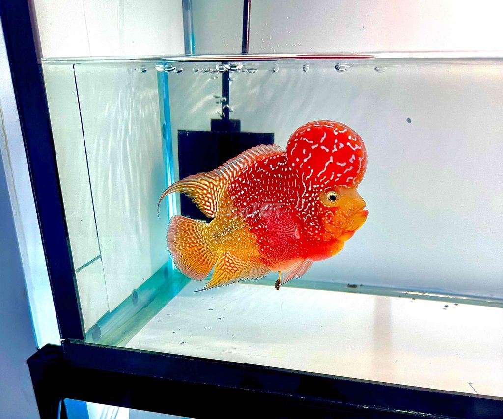 Cá La Hán Kamfa 3.5 ngón Đỏ vàng. Mua bán Thú cưng khác tại Quận Tân Phú Tp Hồ Chí Minh được đăng bởi Bi hình 1