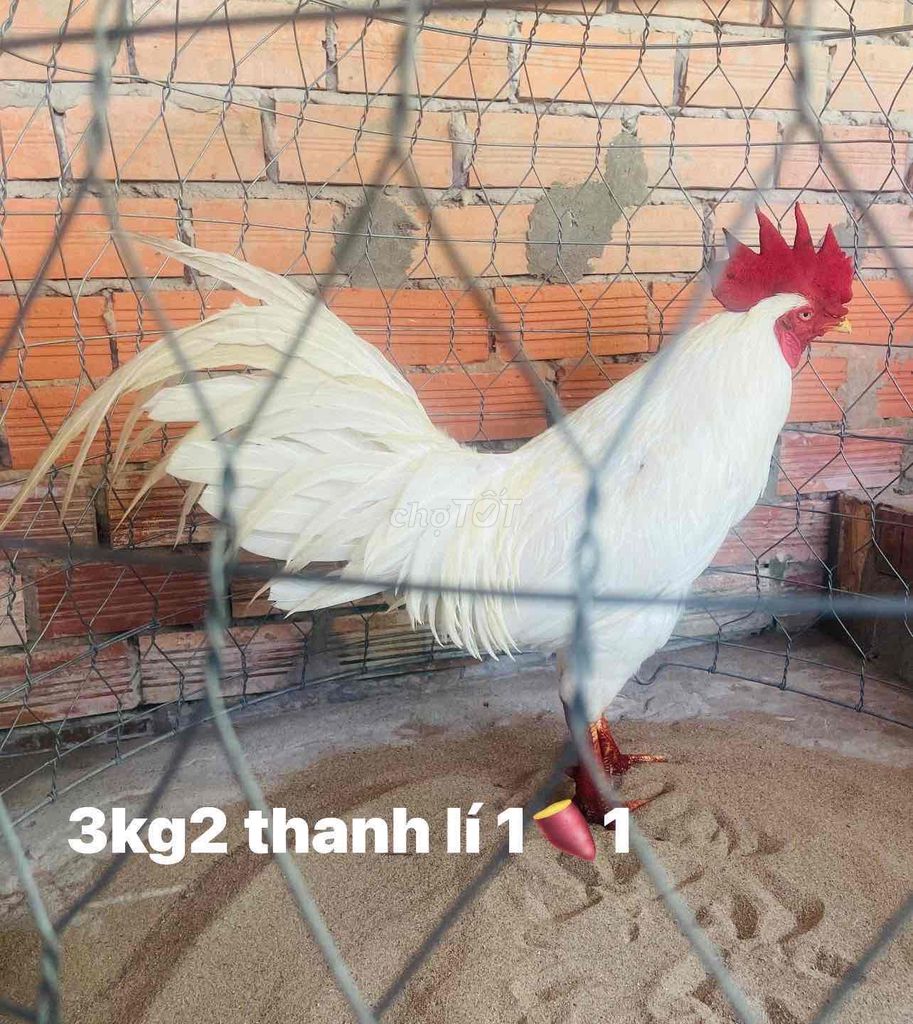 3kg2 tơ rin tay tốt thanh lí 1tr1 hoặc gl gà nòi