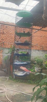 Còn vài con ốc mít mép cam thanh lý. Mua bán Chim tại Thành phố Thủ Đức Tp Hồ Chí Minh được đăng bởi Buukiet