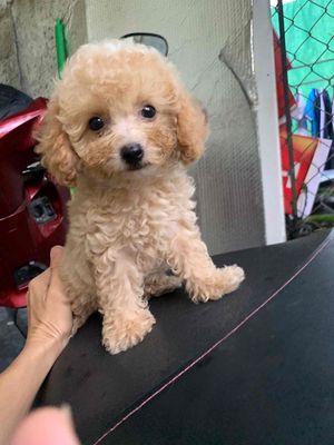 chó poodle cái Cần Thơ, Thới Lai, Ô Môn, Cờ Đỏ…. Mua bán Chó tại Quận Ninh Kiều Cần Thơ được đăng bởi Luong Thi Cam My