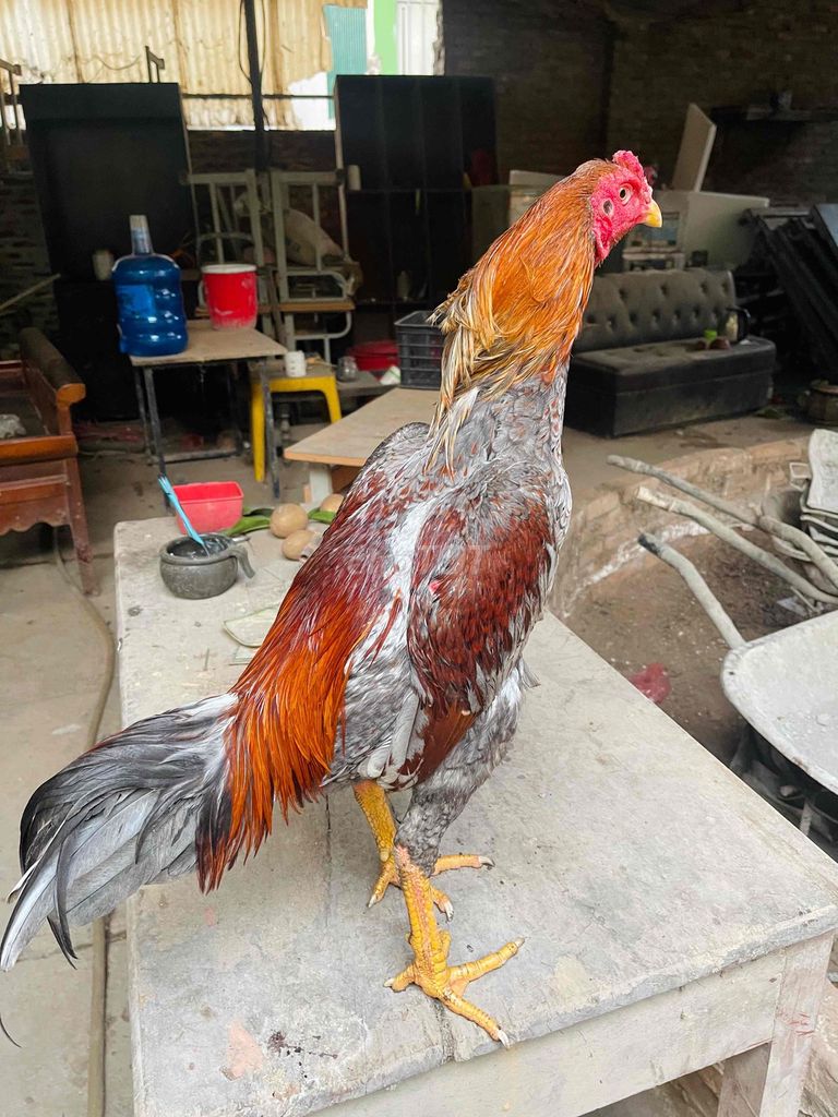 Gà đá Đực màu Đỏ, xám. Mua bán Gà tại Huyện Đan Phượng Hà Nội được đăng bởi Nguyễn Bá Thành hình 1