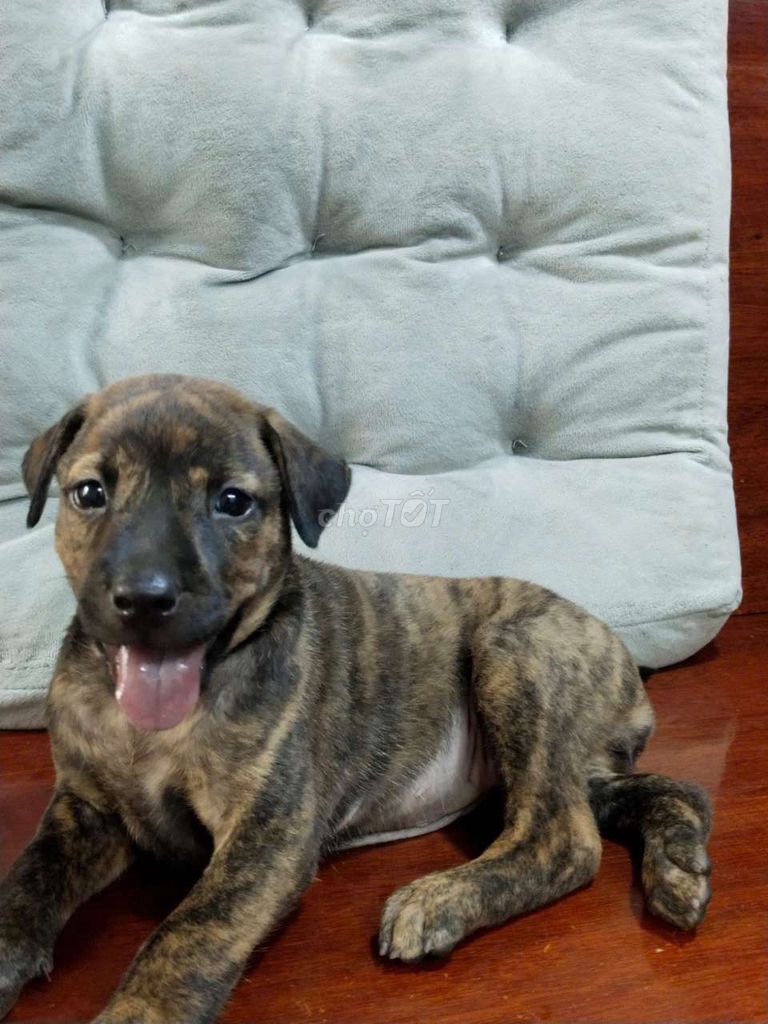 Bé trai Pit Bull vện to con rất khôn. Mua bán Chó tại Huyện Bình Chánh Tp Hồ Chí Minh được đăng bởi Ngân Hà hình 1