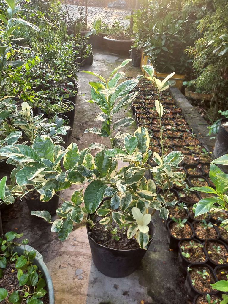 Cây cảnh Chanh cẩm thạch Lá, trái, hoa thơm. Mua bán Cây cảnh, đồ trang trí tại Quận Cái Răng Cần Thơ được đăng bởi ken nguyễn  hình 1