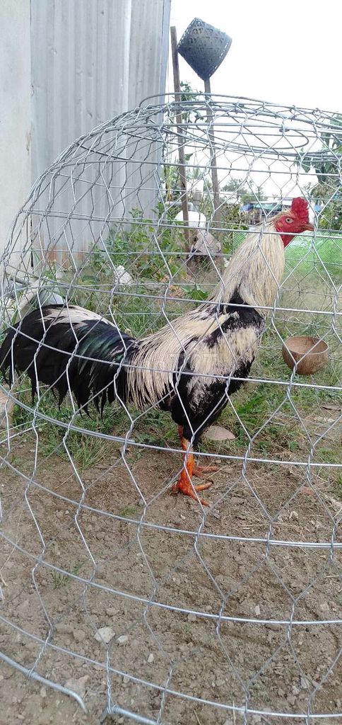 2,9 kg cựa nín nhanh chơi. Mua bán Gà tại Huyện Phong Điền Cần Thơ được đăng bởi Ký cần Thơ  hình 1