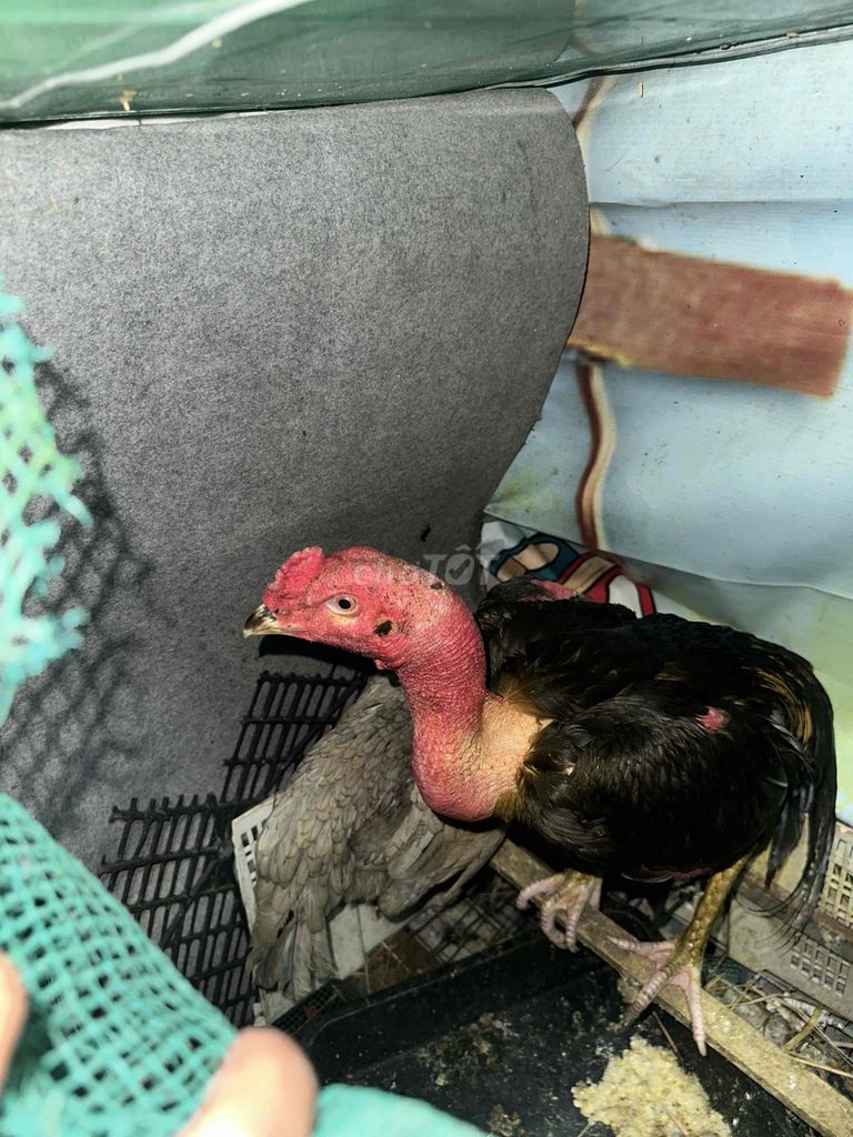 gà đòn ô chuối 50/thái 50 việt. Mua bán Gà tại Quận 12 Tp Hồ Chí Minh được đăng bởi Nam Anh hình 2