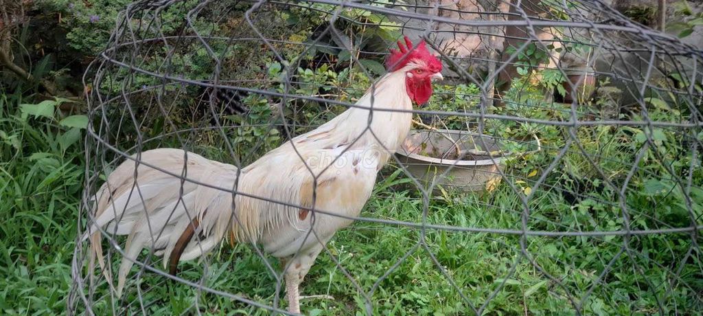 Gà mẽ. Mua bán Gà tại Huyện Lai Vung Đồng Tháp được đăng bởi gà nồi hình 1