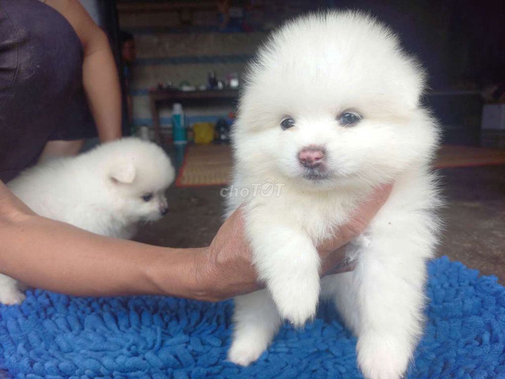 Chó phốc sóc teacup mặt gấu thuần chủng gấu. Mua bán Chó tại Quận 5 Tp Hồ Chí Minh được đăng bởi Danny Dung hình 1