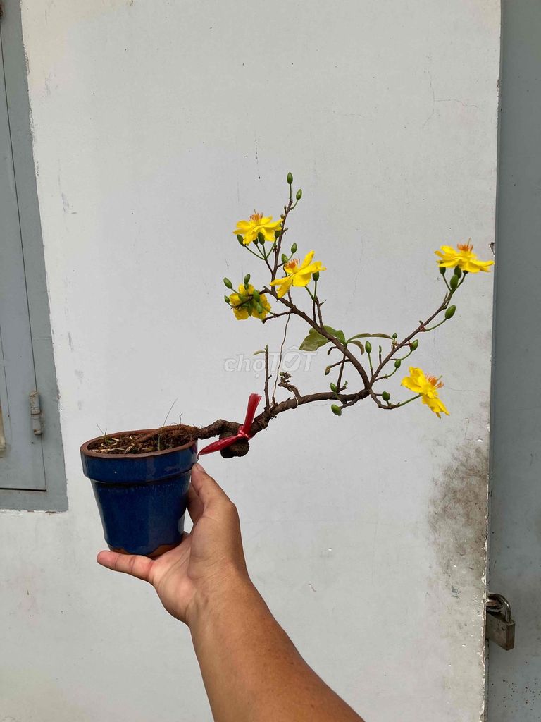 Cây cảnh Mai dảo Vàng. Mua bán Cây cảnh, đồ trang trí tại Quận Gò Vấp Tp Hồ Chí Minh được đăng bởi Trí lê hình 1
