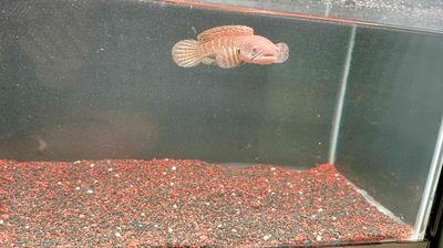 Cá Lóc Cảnh - Nữ Hoàng size 18 sung khoẻ theo mồi