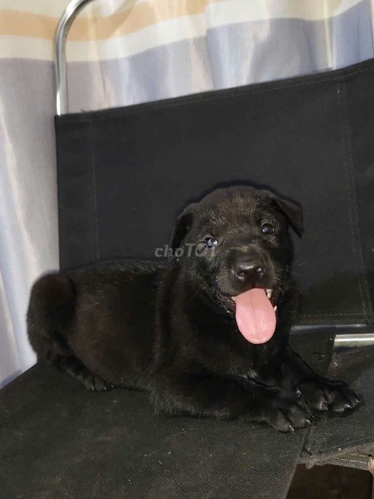 Tìm mái ấm cho bé chó labrador đen full. Mua bán Chó tại Huyện Bình Chánh Tp Hồ Chí Minh được đăng bởi Mỹ Hạnh hình 1