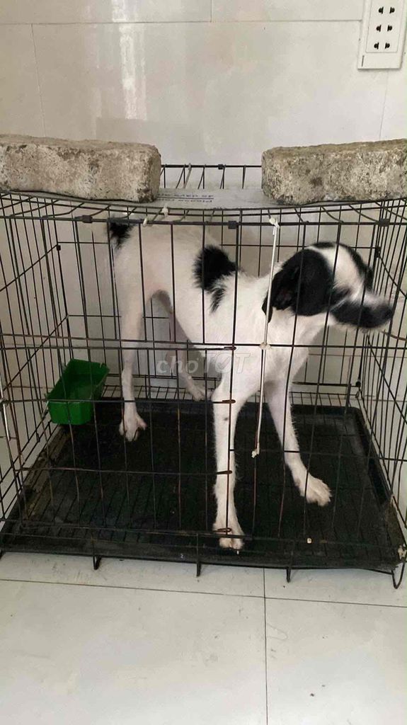 Chó Poodle Trắng đen. Mua bán Chó tại Quận Ngũ Hành Sơn Đà Nẵng được đăng bởi Lê minh thành Tâm hình 1