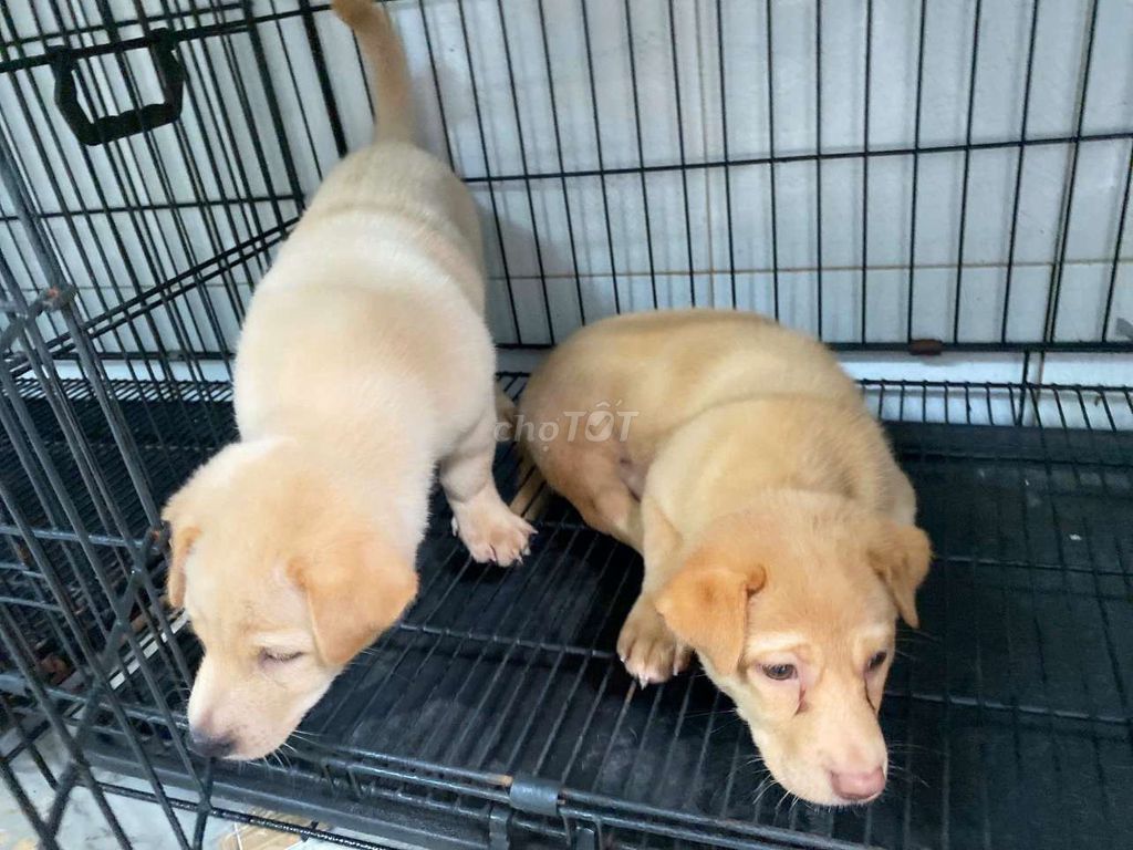 Chó nhật 2 tháng tuổi, giới tính đực, thông minh. Mua bán Chó tại Quận 7 Tp Hồ Chí Minh được đăng bởi Bé Thỏ hình 2