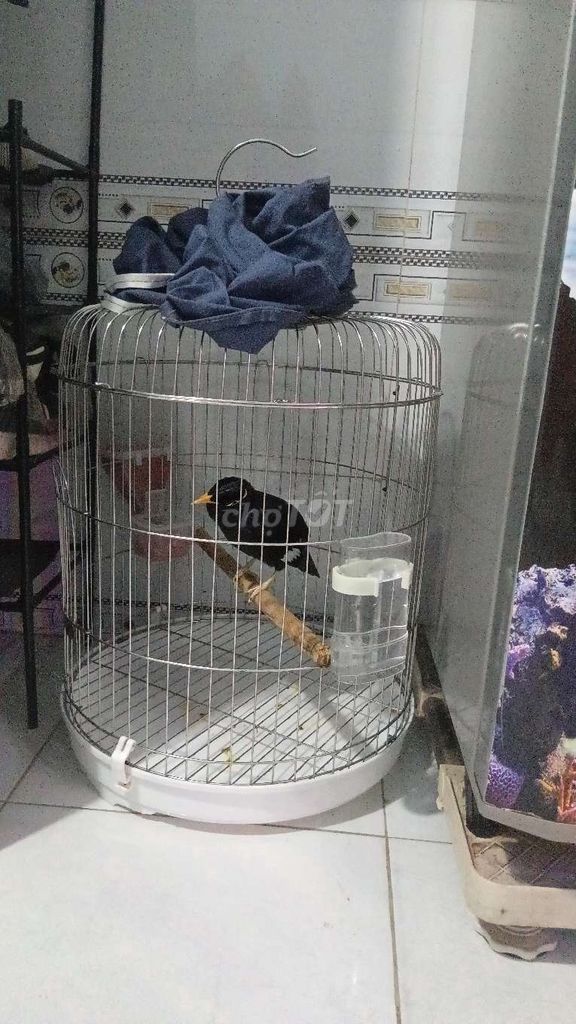 bận công việc bán cả bộ lông thương lương. Mua bán Thú cưng khác tại Thành phố Thuận An Bình Dương được đăng bởi Hoang linh  hình 1