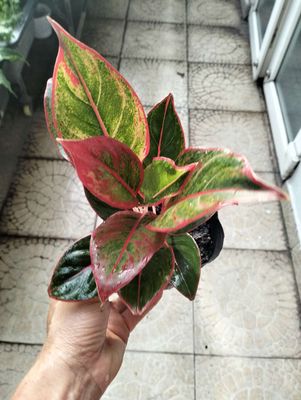 Cây lá đỏ. Mua bán Cây cảnh, đồ trang trí tại Quận Tân Bình Tp Hồ Chí Minh được đăng bởi Pham Đinh Duyên