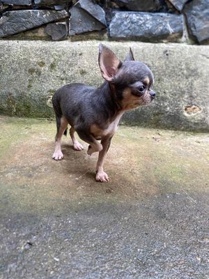 Chó Chihuahua Cái Blue tan 11 tháng ngoan hiền